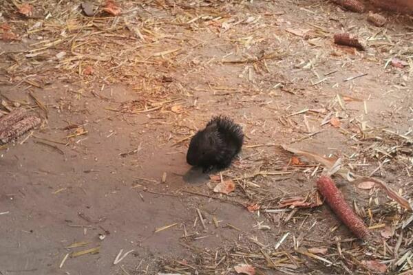 RADOSNE VESTI IZ PALIĆKOG ZOO VRTA: Mladunci DIKOBRAZA su pravi hit, pozivaju se građani DA KUMUJU!