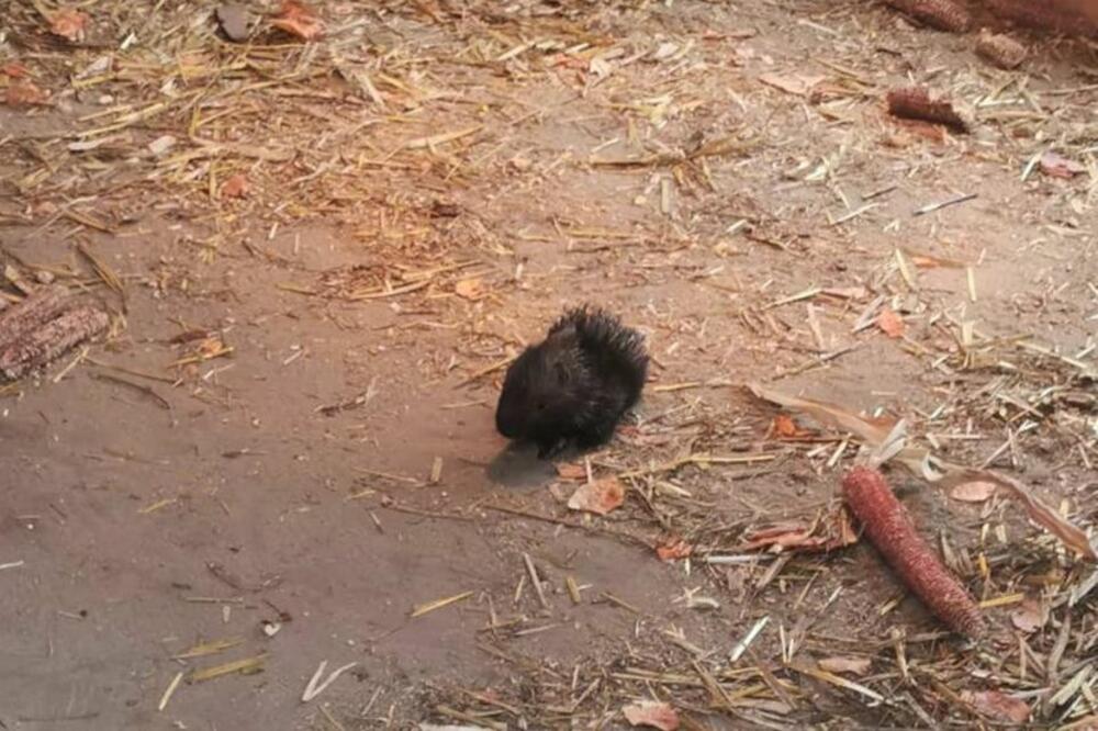 RADOSNE VESTI IZ PALIĆKOG ZOO VRTA: Mladunci DIKOBRAZA su pravi hit, pozivaju se građani DA KUMUJU!