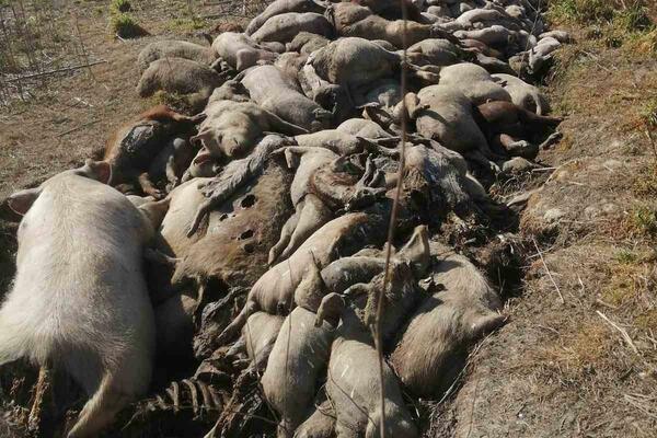 EKOLOŠKA KATASTROFA NA 10 KM OD CENTRA BEOGRADA: Bačeno na stotine uginulih svinja, LEŠEVI SU ZATRPANI (FOTO)