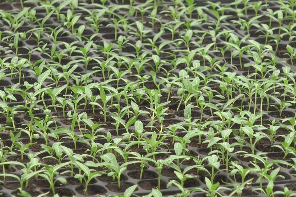 ZBOG ŠOLJE OVAKVOG RASTVORA VAŠE CVEĆE ĆE CVETATI CELE GODINE: Komšije će umreti od ZAVISTI I LJUBOMORE