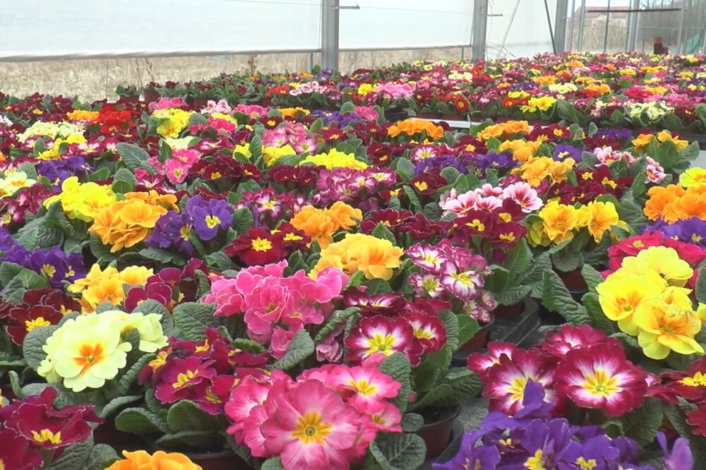 SPISAK BILJAKA KOJE NE SMETE DA DRŽITE U STANU: Mogu da vam izazovu ZDRAVSTVENE PROBLEME!