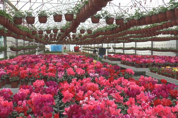 OVO JE DETALJAN SPISAK CENA CVEĆA PRED 8. MART SA BEOGRADSKE PIJACE: Kale možete naći za 1.200, a orhideje za 1.700