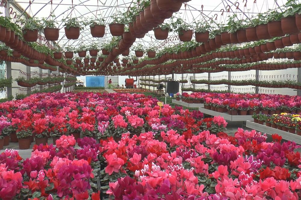 OVO JE DETALJAN SPISAK CENA CVEĆA PRED 8. MART SA BEOGRADSKE PIJACE: Kale možete naći za 1.200, a orhideje za 1.700