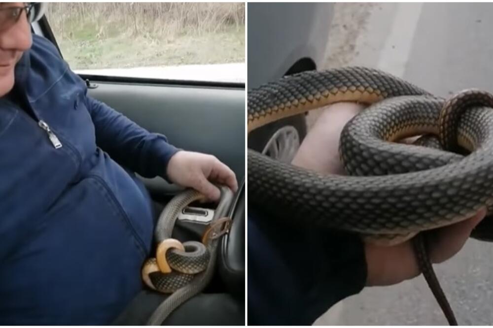 SRBIN UHVATIO DŽINOVSKU ZMIJU NASRED PUTA: Njegov sledeći postupak je baš onako LJUDSKI! (VIDEO)