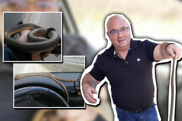 NAJEZDA ZMIJA U SRBIJI, OBRATITE PAŽNJU: Evo koje su NAJOPASNIJE i šta treba činiti nakon UJEDA!