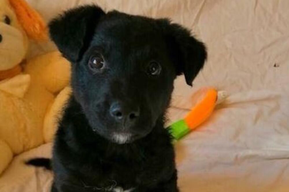 PRESLATKA LUNA JE PRE DVE NEDELJE OSTAVLJENA NA AUTO-PUTU NA MILOST I NEMILOST: Pomozimo joj da nađe dom (FOTO)