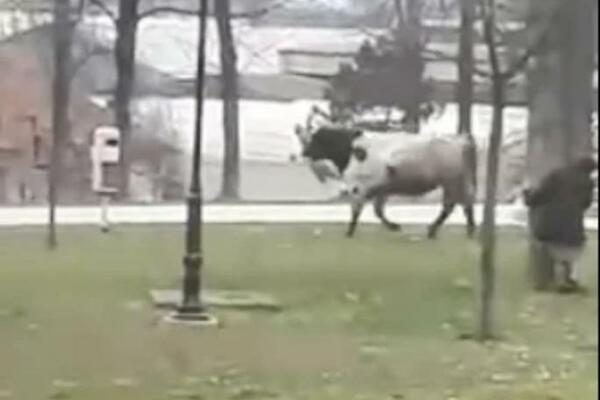 NEOBIČNA SCENA U ARILJU: Bik POBEGAO iz klanice kako bi se prošetao gradskim ulicama (FOTO)