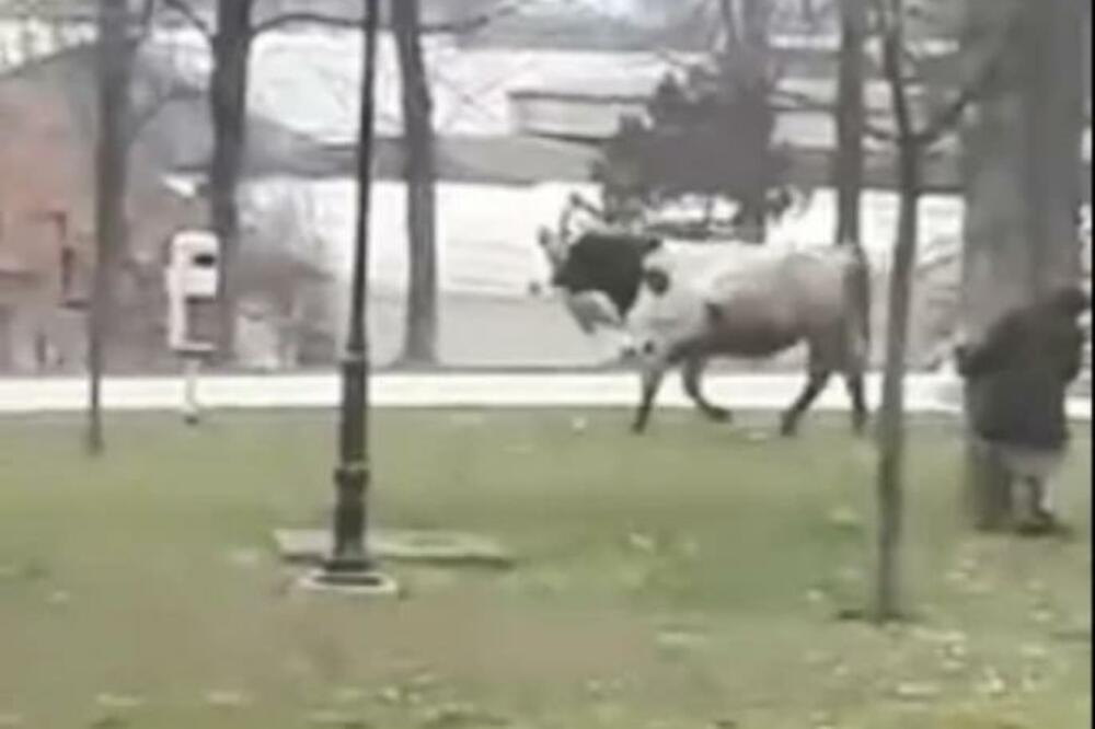 NEOBIČNA SCENA U ARILJU: Bik POBEGAO iz klanice kako bi se prošetao gradskim ulicama (FOTO)