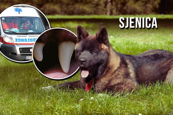 OVO JE RASA PASA KOJA JE IZUJEDALA DEVOJČICU U SJENICI! Protiv vlasnika biće podneta krivična prijava