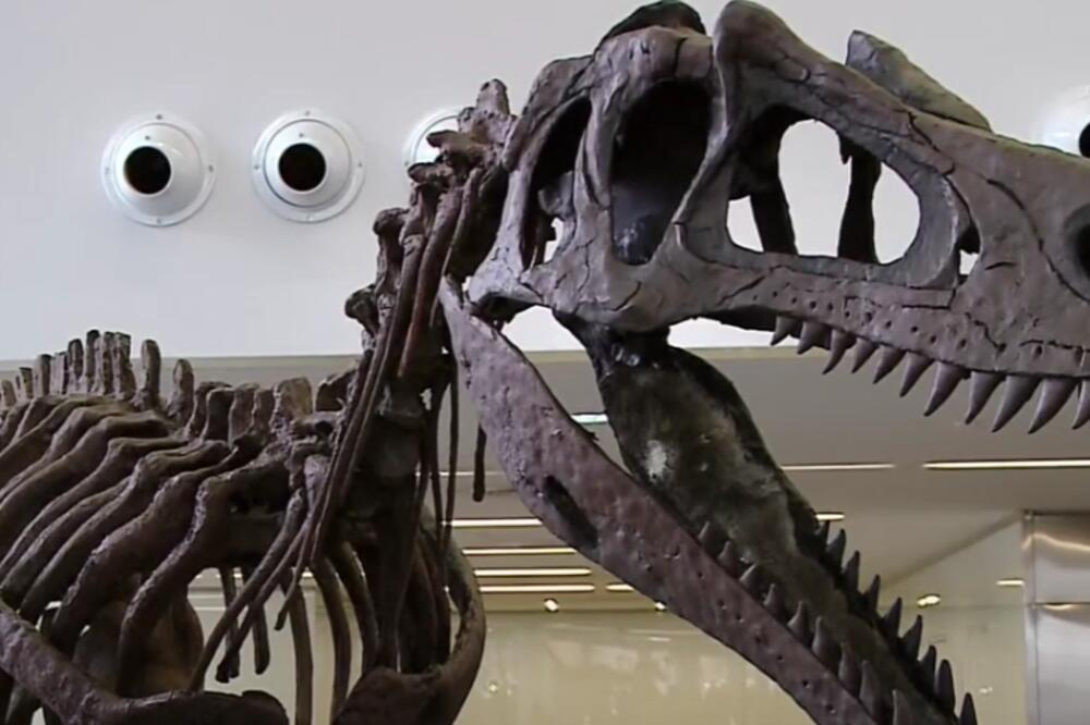 OTKRIVENA NOVA VRSTA DINOSAURUSA: Bio je visok kao dvospratnica, i dugačak kao košarkaško igralište! (FOTO/VIDEO)