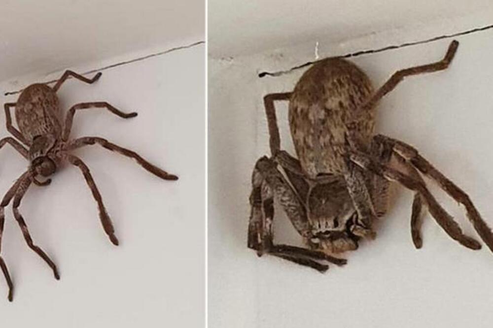 HOROR FILM! DA SE NAJEŽITE: Žena pronašla OGROMNOG PAUKA u svojoj tuš kabini (FOTO)