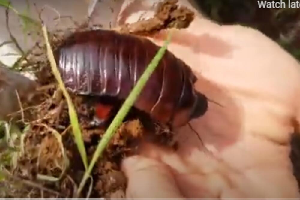 NAJPRE JE PRIMETILA DA SE NEŠTO POMERA U ŽBUNU, A ONDA JE IMALA ŠTA I DA VIDI: Ovoliku bubu nije očekivala