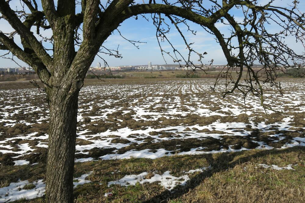 ZASADI DRVO: Sadnja u skladu sa prirodom