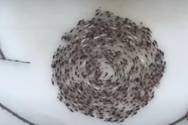 PLES ŽIVOTINJA! NEOBIČAN I HIPNOTIŠUĆI PRIZOR IZ RUSIJE: Stado jelena "zaigralo kolo" (VIDEO)