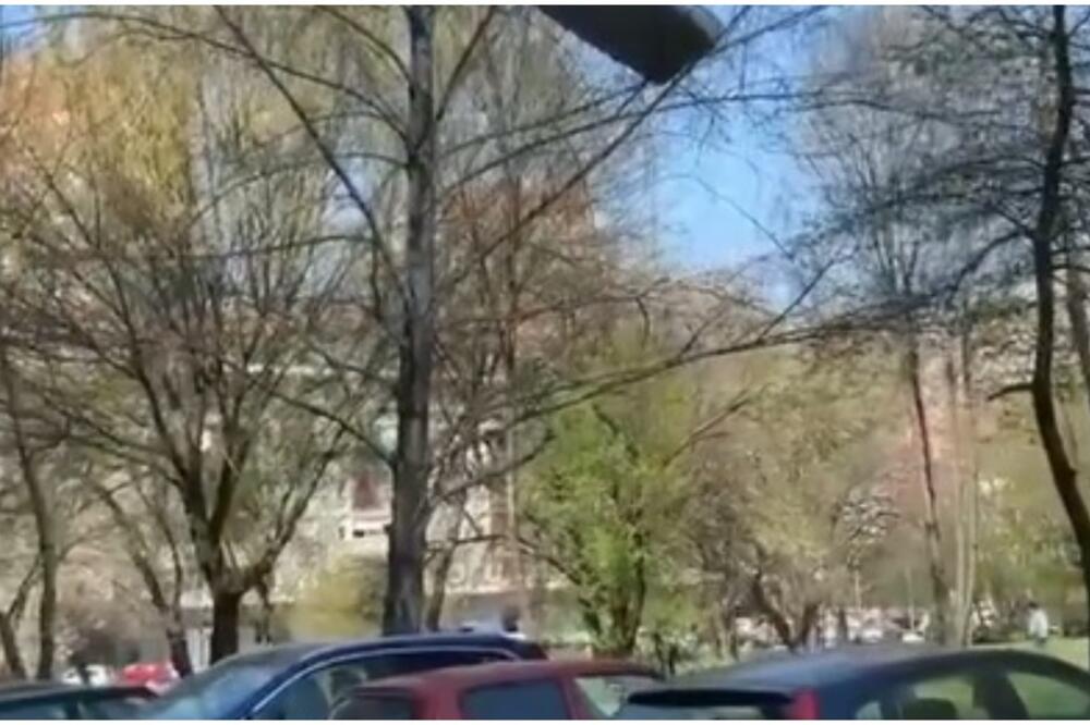 ALADIN SE PARKIRAO NA DRVO, ŠTA?! Novobeograđani zatečeni NEVEROVATNIM prizorom, svi se pitaju KAKO? (VIDEO)