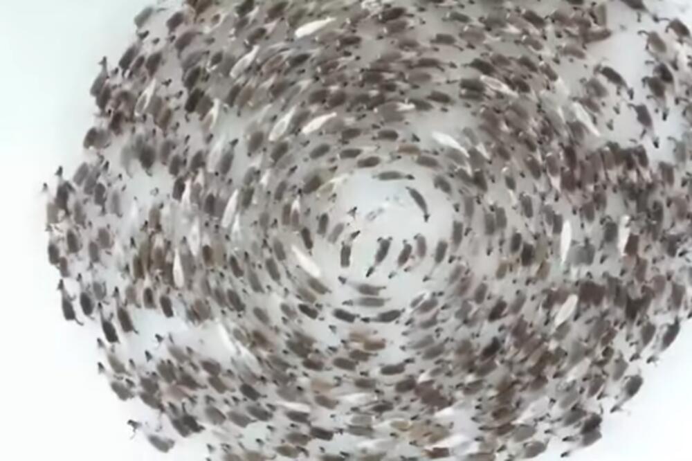 HIPNOTIŠUĆI PRIZOR UHVAĆEN IZNAD KRDA JELENA: Stručnjaci imaju OBJAŠNJENJE za njihovo ponašanje (VIDEO)