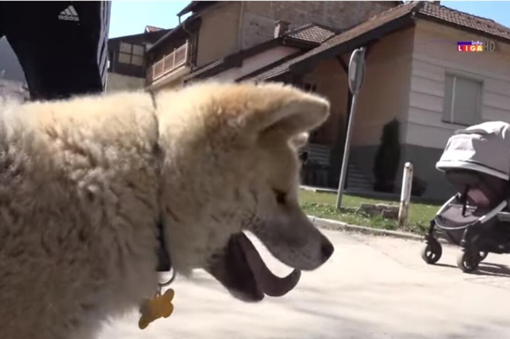 OTROVANI PSI U IVANJICI! Stravično, bačena veoma opasna supstanca, dečica se nalazila ODMAH PORED! (VIDEO)