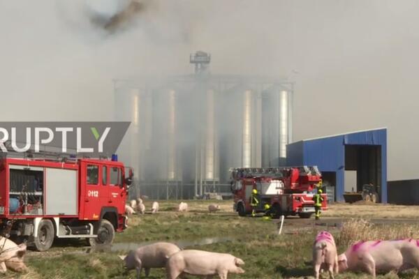 GORI JEDNA OD NAJVEĆIH FARMI: Požar usmrtio preko 55.000 svinja (VIDEO)