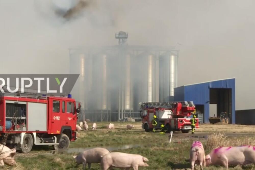 GORI JEDNA OD NAJVEĆIH FARMI: Požar usmrtio preko 55.000 svinja (VIDEO)