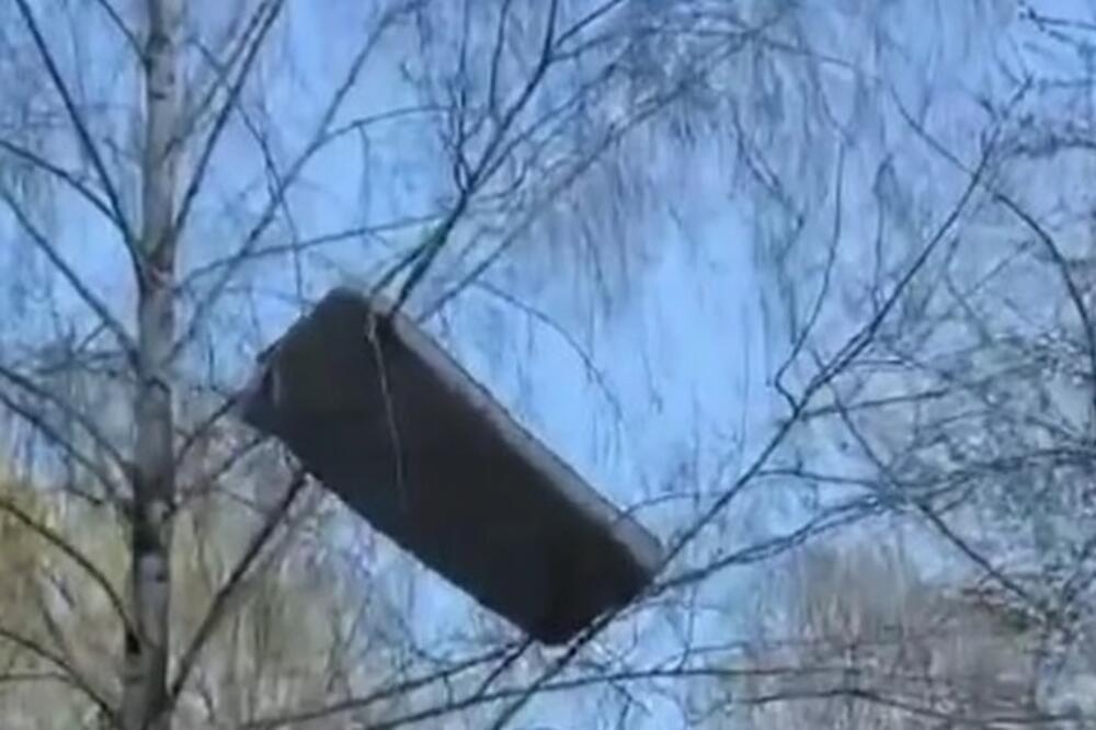 "VRANE NA STEROIDIMA": Novobeograđani ostali šokirani kada su videli ŠTA JE ZAVRŠILO NA DRVETU!