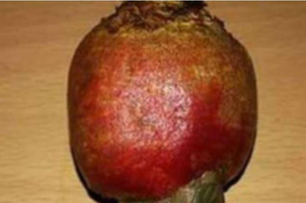 VADIO JE CVEKLU U BAŠTI, A SA NJOM JE SLUČAJNO ISKOPAO NEŠTO NEVEROVATNO: Miloš nije verovao šta drži u RUKAMA!