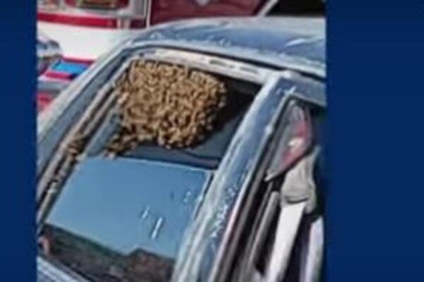 SKOKNUO JE U KUPOVINU, A KADA SE VRATIO - HOROR: Za čas mu se u automobilu desila NAJEZDA(VIDEO)