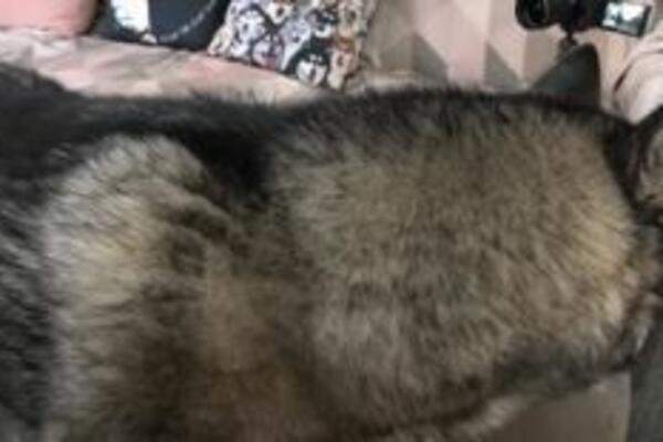 PRAVILA SE DA SPAVA U KREVETU SVOG LJUBIMCA, IZAZVALA HAOS REAKCIJU: Pas upao u težak rebus, KAKAV HIT! (VIDEO)