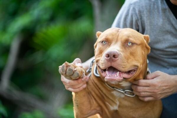 PITBUL IZUJEDAO DETE (2): Tetka spasila mališane od sigurne smrti, POVREDE SU TEŠKE!