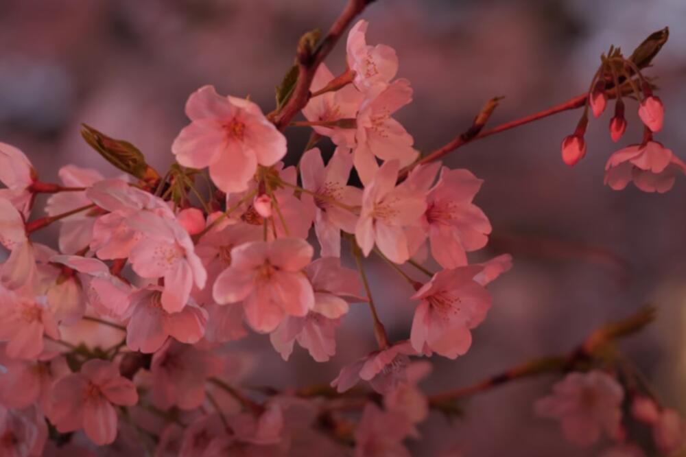 OVE GODINE OVA VOĆKA NIJE UZELA MAHA U SRBIJI: Voćar iz Kragujevca bacio 5 tona neprodatih plodova!