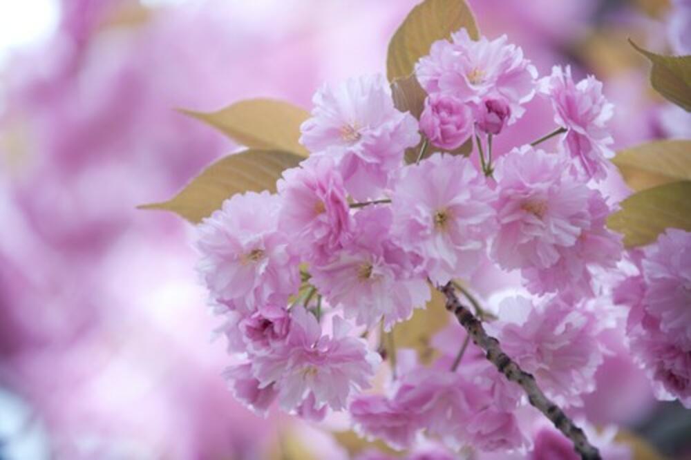 TREŠNJA, SIMBOL JAPANA, OVE GODINE JE PROCVETALA KAD JOJ NIJE VREME: Japanci su VEOMA, VEOMA ZABRINUTI!