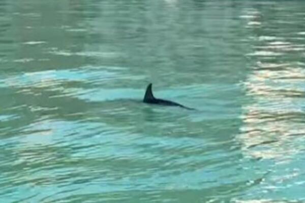 TRAGEDIJA! STRAVIČAN PRIZOR NA PLAŽAMA GANE: Više od 60 delfina pronađeno mrtvo! (FOTO/VIDEO)