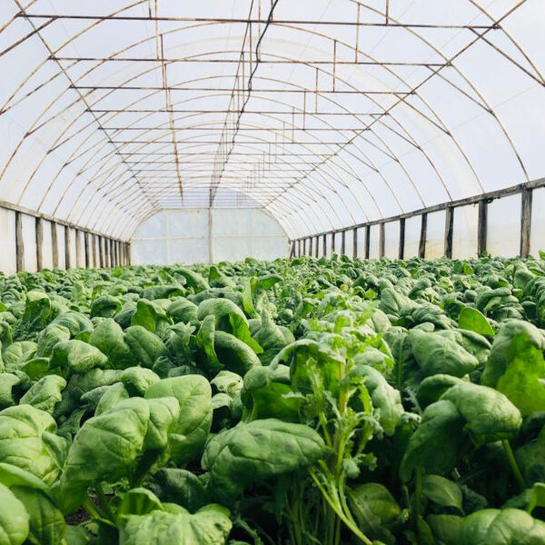 Hitno se povlači prehrambeni proizvod: Može da utiče na pluća i bubrege!