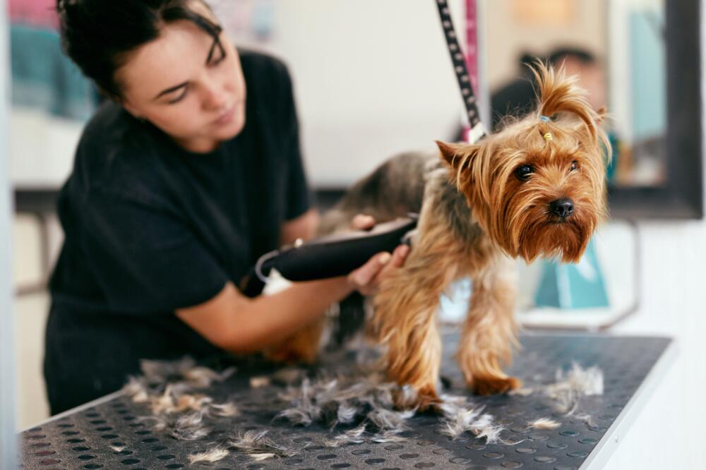 ZA OVAJ POSAO VAM NE TREBA FAKULTET, A ZARADA JE ODLIČNA: A potražnja je baš VELIKA