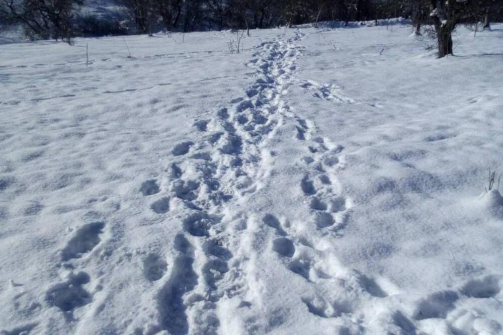 MEČKA SA DVA MEČETA UPALA U SEOSKO DOMAĆINSTVO NEDIĆA: Napravili pravi haos (FOTO)