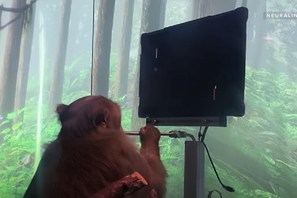 ISTORIJSKI TRENUTAK: Majmunu ugradili ČIP U MOZAK, pomoću misli igra video igricu! (VIDEO)