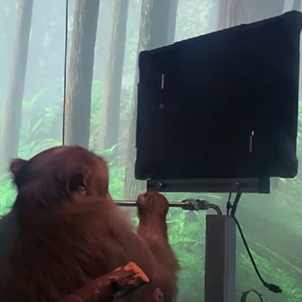 ISTORIJSKI TRENUTAK: Majmunu ugradili ČIP U MOZAK, pomoću misli igra video igricu! (VIDEO)