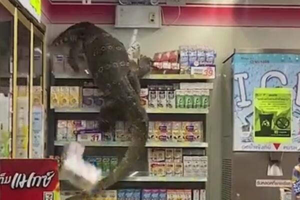 DŽINOVSKI GUŠTER UŠAO U PRODAVNICU I POČEO DA DIVLJA! Ljudi zvali policiju, niko nije smeo da mu priđe! (VIDEO)