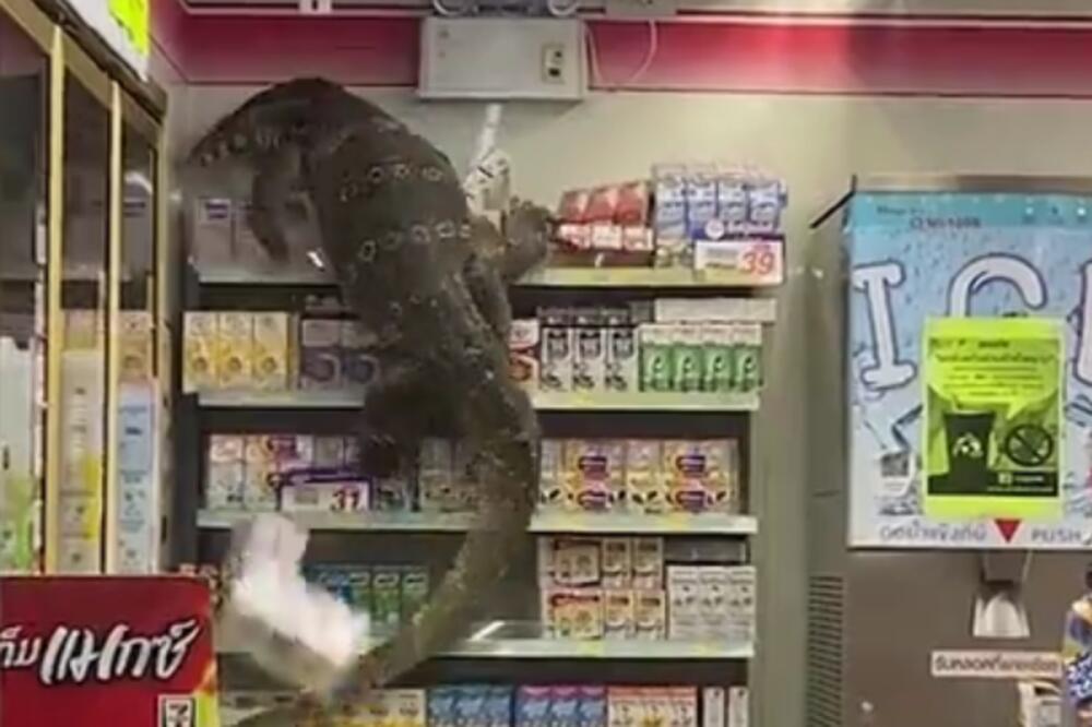 DŽINOVSKI GUŠTER UŠAO U PRODAVNICU I POČEO DA DIVLJA! Ljudi zvali policiju, niko nije smeo da mu priđe! (VIDEO)