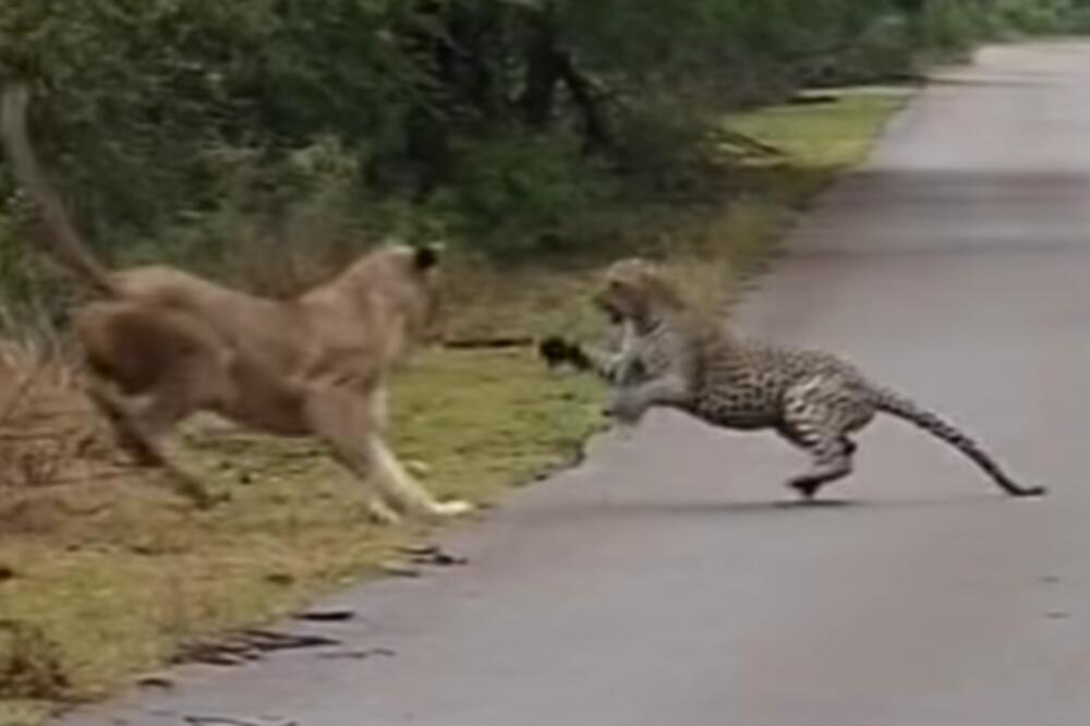 LAVICA JE NAPALA LEOPARDA NASRED PUTA: Usledio je STRAŠAN OBRAČUN (VIDEO)