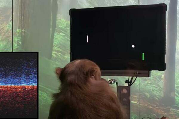 DA LI JE MOGUĆE? MAJMUN IGRA IGRICU KORISTEĆI SE SVOJIM UMOM: Zamisao Maska radi, ugrađen mu je NEURALINK! (VIDEO)