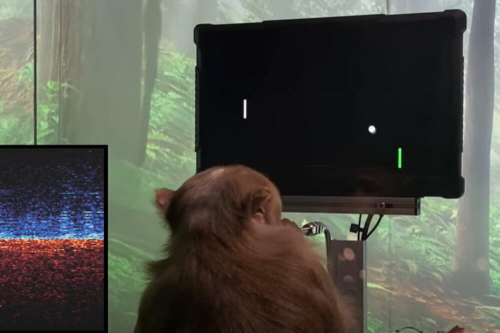 DA LI JE MOGUĆE? MAJMUN IGRA IGRICU KORISTEĆI SE SVOJIM UMOM: Zamisao Maska radi, ugrađen mu je NEURALINK! (VIDEO)