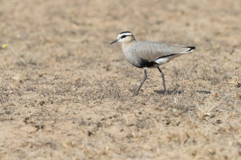 NAUČNICI SU U SRBIJI UPRAVO OTKRILI PRAVO ČUDO: Reč je o ovoj ptičici koju vidite, ona je POSEBNA!