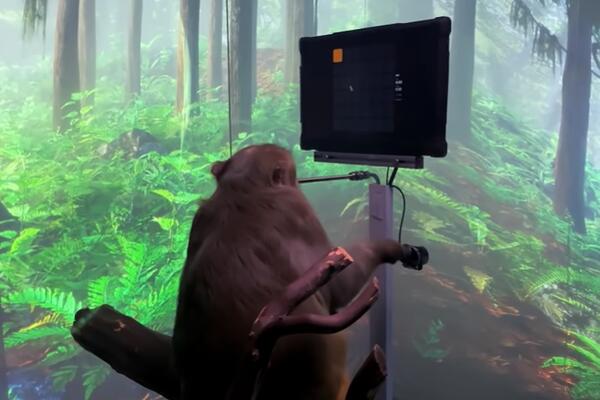 MAJMUN PREŠAO IGRICU, ALI BUKVALNO I TO TELEPATSKI! Imao je ČIP u glavi, firma Neuralik ide ka svom cilju