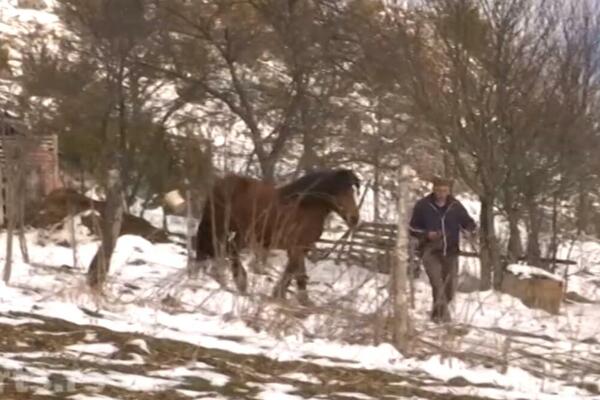 MIRKO OSTAO BEZ KONJA, UZ TO MORA ĆE DA PLATI I KAZNU: Na bazi onog što smo videli na lešu 99 posto je medved