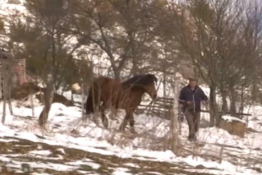 MIRKO OSTAO BEZ KONJA, UZ TO MORA ĆE DA PLATI I KAZNU: Na bazi onog što smo videli na lešu 99 posto je medved