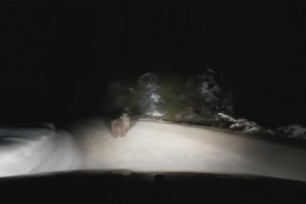 MEČKE U NOVOJ VAROŠI NE ODUSTAJU: Vraćaju se u sela, izleću pred automobile, LJUDI SU U STRAHU (FOTO)