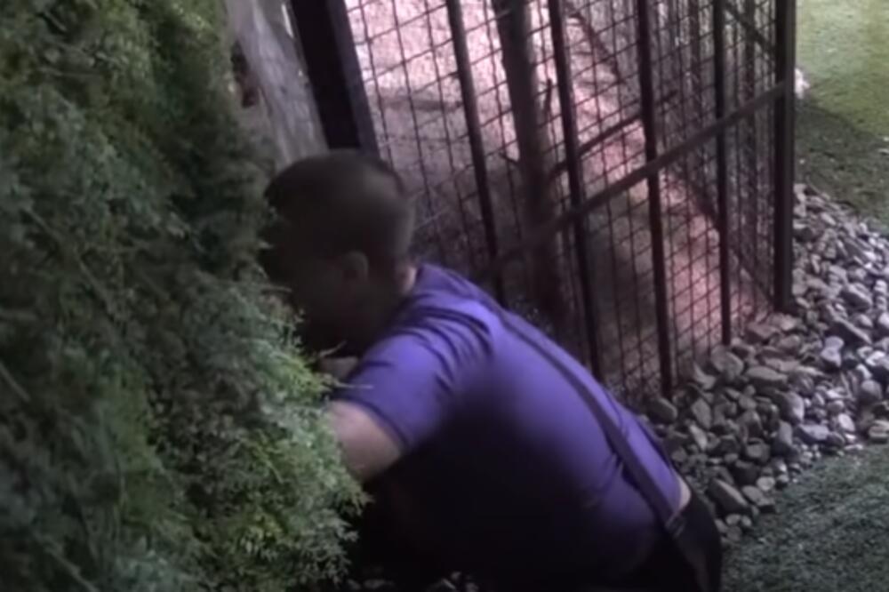 MILJANA KULIĆ POBEGLA IZ ZADRUGE: Obrijanom glavom probijala zid, a onda je samo NESTALA sa imanja! (VIDEO)