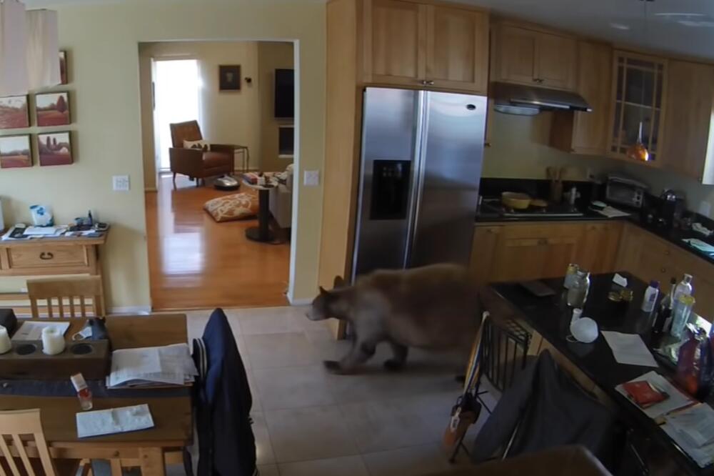 MALI, ALI OPASNI! MEDVED REŠIO DA RAZGLEDA KUĆU: Nije očekivao DVA BESNA TERIJERA, KAKAV PREOKRET (VIDEO)