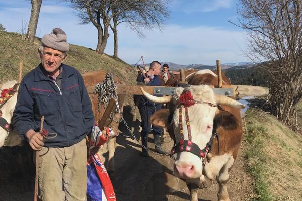 ČOVEKOVI NAJBOLJI PRIJATELJI: Matijevići već decenijima više veruju volovima nego savremenim mašinama (FOTO)