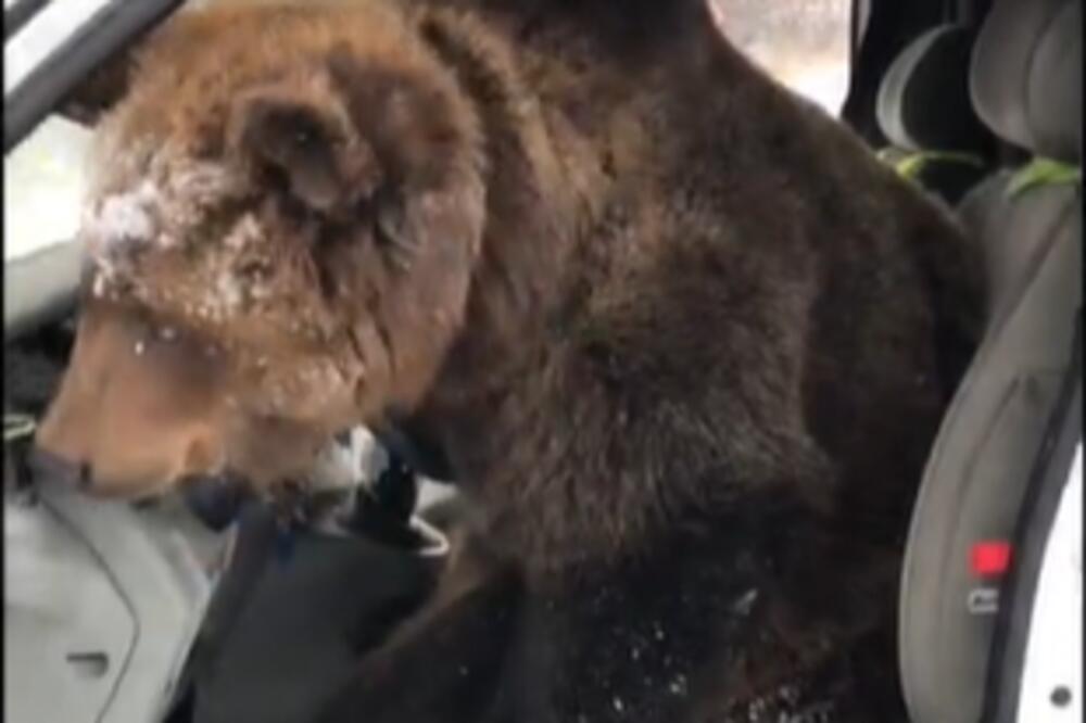 OSLADILO MU SE! MEDVED UŠAO U AUTOMOBIL I NAŠAO ZANIMACIJU: Trubi i trubi, NEMA ŽELJU DA PRESTANE (VIDEO)